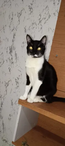 Doação de Gato Castrado