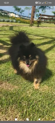 Vendo lulu da pomerania macho com pedigree