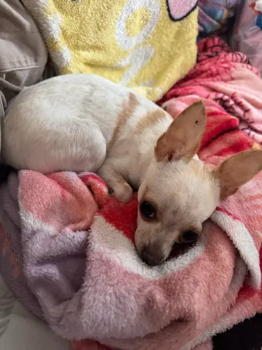 Chihuahua Fêmea para cruzar