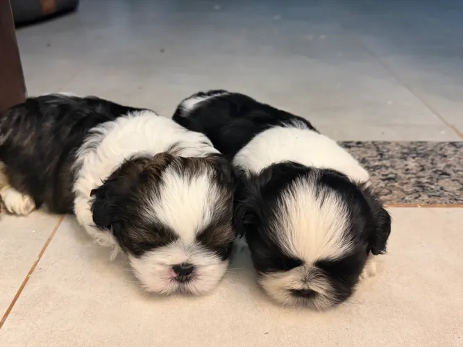 Shih Tzu fêmea 