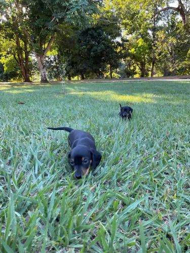 Dachshund Preto disponíveis 