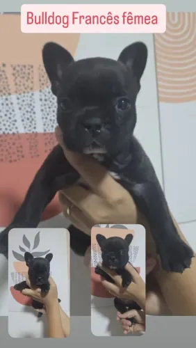 Vendo Bulldog Francês Fêmea 