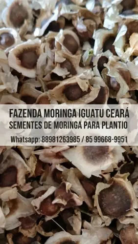 Sementes Moringa