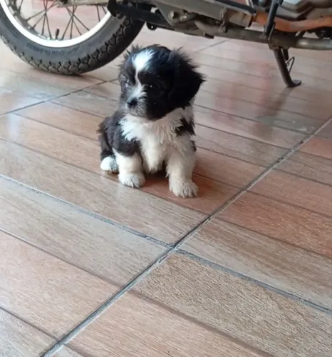 Filhotes de cachorrinhos