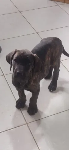 Linda filhote de fila disponível em Itabuna *05 meu zap