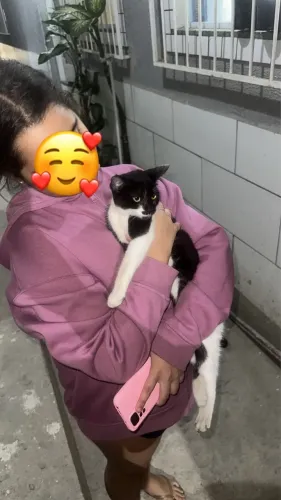 Duas gatinhas fêmeas filhotes procuram um lar ?