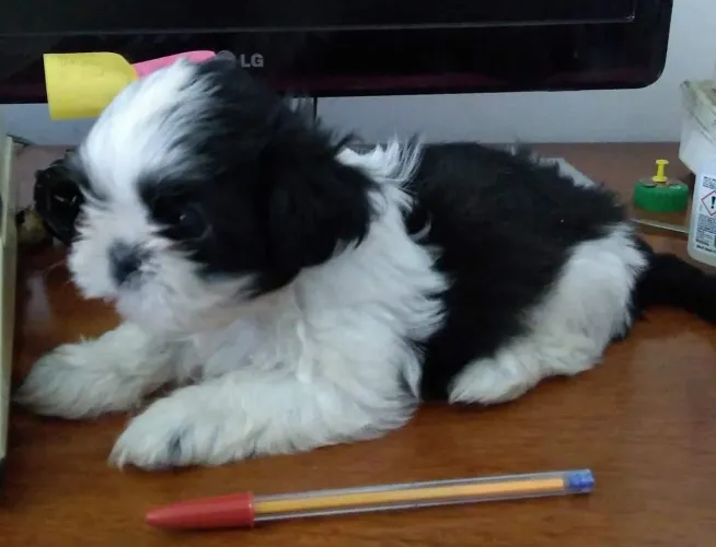 Shitzu mini