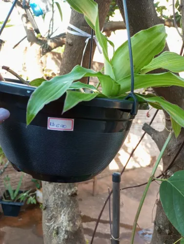 Vendo esta muda de orquídea pendente