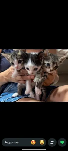 Filhos de Gatinho - 40 dias - precisa vacinar