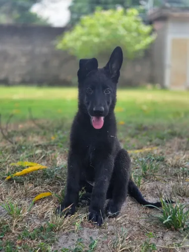 Pastor Alemão Puro (2 meses)