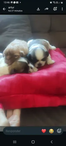 Shihtzu macho e fêmea