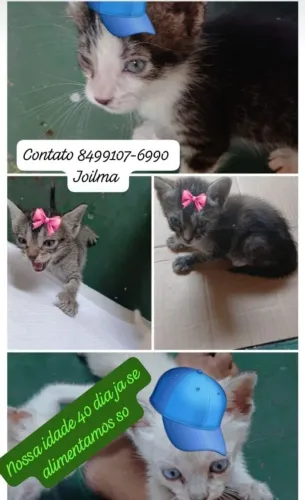 Gatinhos para adoção *