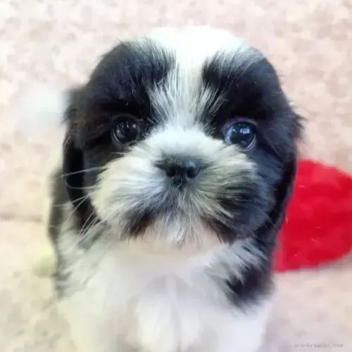 Baby pelagem macia Shih tzu/Shitzu