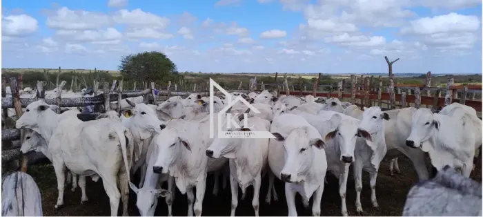 Oportunidade Rural: Fazenda de 73 Hectares em Lagoa de Pedras RN