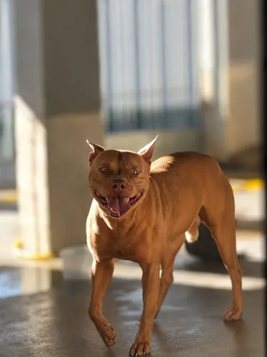Pit Monster