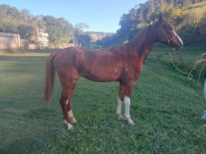 CAVALO MANGALARGA PAULISTA