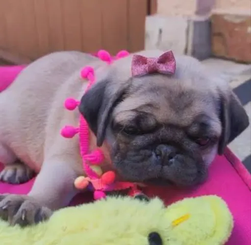 Pug