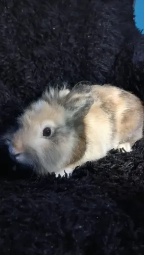 Mini Lion