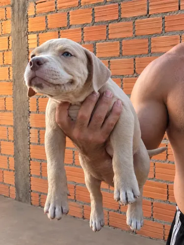 Pit Monster 