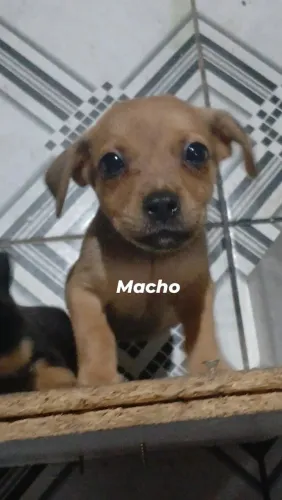 Doação de filhote 