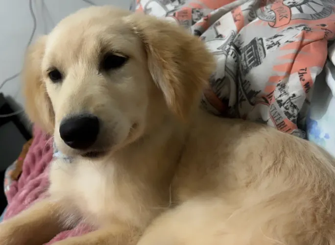 Golden Retriever Fêmea