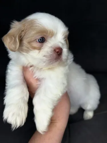 Filhotes de Shihtzu super brilhantes!
