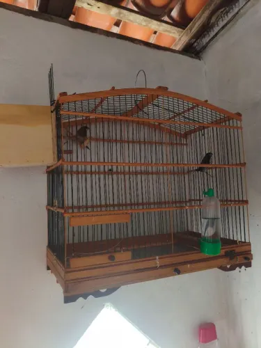 Gaiola 