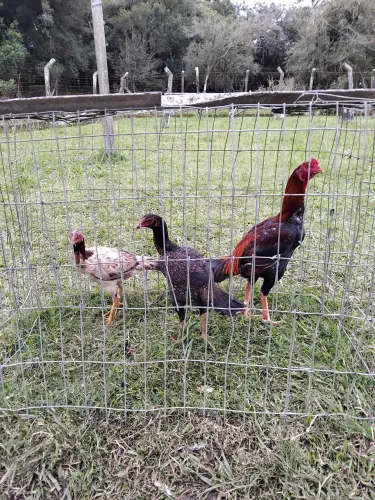 Vendo