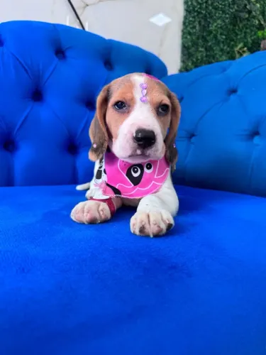 beagles tricolor