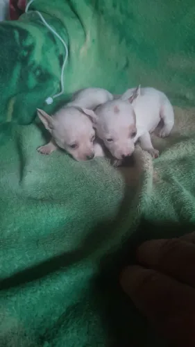 Filhote de pinscher branco macho n.01
