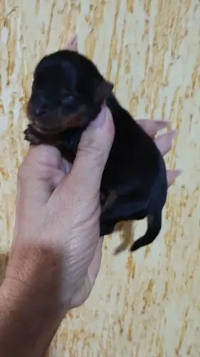 Yorkshaire macho micro reserveja o seu melhor amigo