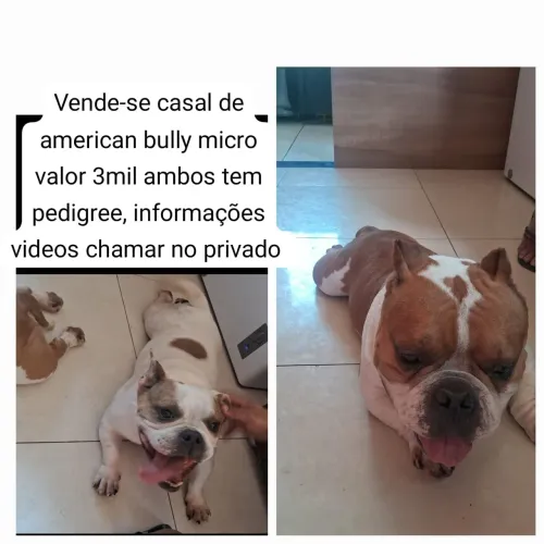 Casal de american bully