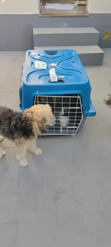 Caixa para transporte aereo Pet