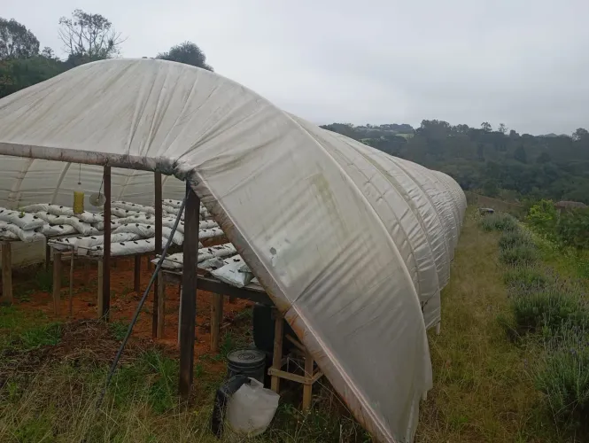 Estufa de Morango