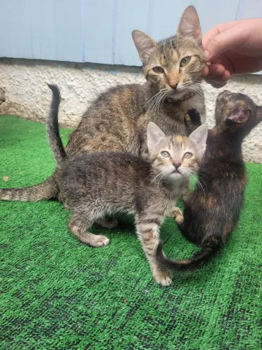Gatas fêmeas para doação 