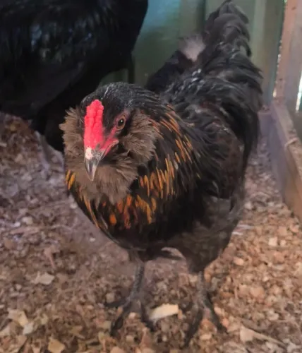 Frango ameraucana black