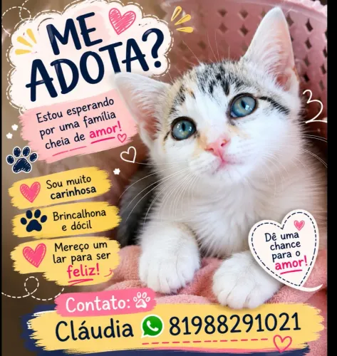 Gatinha pra adoção 