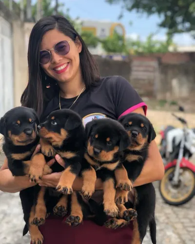 Rottweiler Machos e fêmeas 