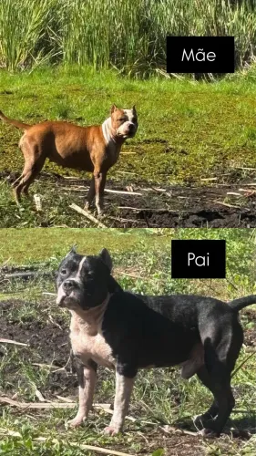 Pit Staffordshire