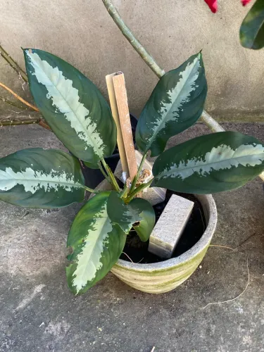 Planta 