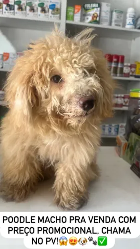 Poodle macho