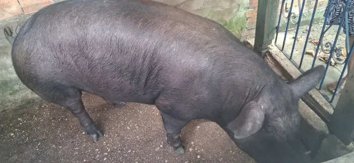 Porco 200kg aceito cartão contato *49