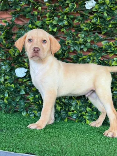 Labrador Amarelo | Garanta o seu filhote chamando agora no WhatsApp