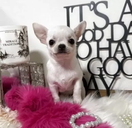 Cachorro filhote Chihuahua miniatura com ótima saúde