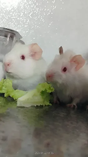 Porquinho da índia doação