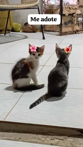 Doação de lindos gatinhos 