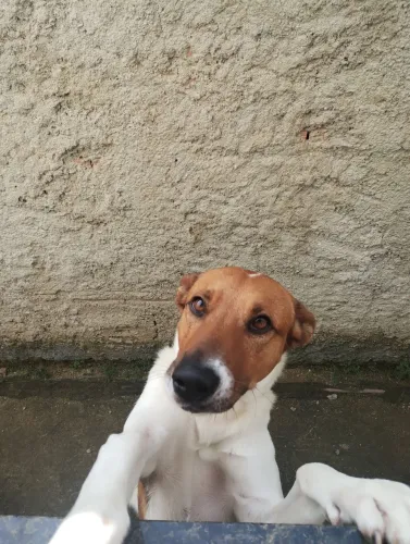 Cachorro para adoção responsável