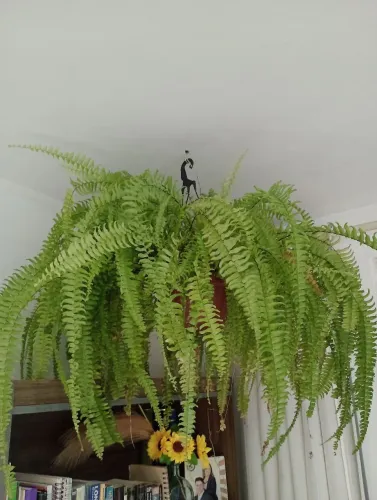 Belíssimas samambaias