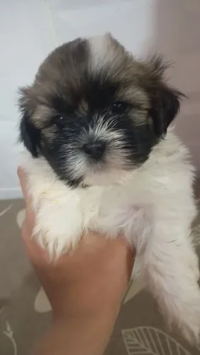Shihtzu puro 