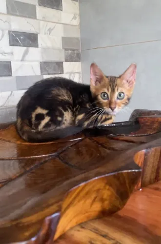 Gatos Bengal Marbled